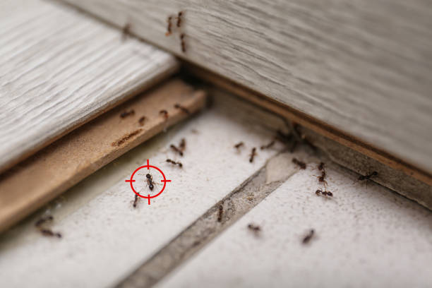 Best Termite Control Services  in Stallion Springs, CA