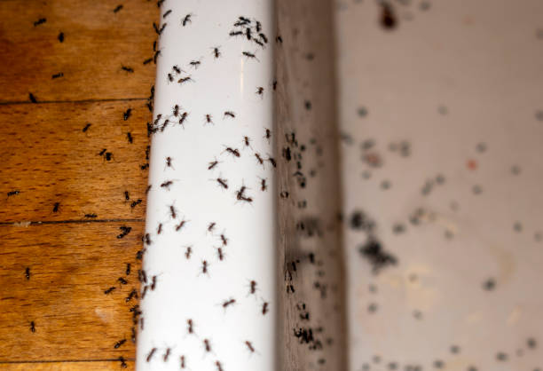 Spider Control Near Me in Stallion Springs, CA